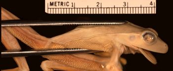 Media type: image;   Herpetology A-15369